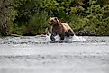 An Alaskan brown bear running in Brooks River not far from Brooks Falls. 