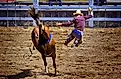 Montana rodeo action rider gets thrown off of horse. Detroit , Michigan. Created 05.11.24  Dennis MacDonald via Shutterstock