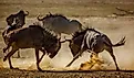 Two Blue wildebeest dueling in sand dry land in Kgalagadi transfrontier park.