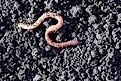 Earthworm moving on the fertile soil.
