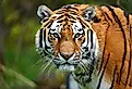 Beautiful Bengal Tiger.