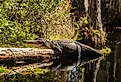 American Alligator in the Okefenokee Swamp, Georgia.
