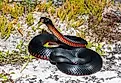 Red Bellied-Black Snake
