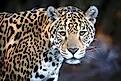 Jaguar, close up.