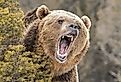 Roaring Grizzly Bear behind bush.