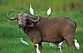 Buffalo surrounded by cattle egret - an example of commensalism.