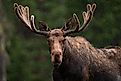 Bull Moose in Northern Colorado