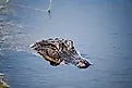 alligator in Texas