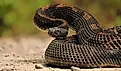 Gorgeous Timber Rattlesnake.