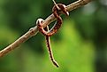 A rainbow boa on a branch.