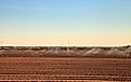 Watering Green Rows of Agriculture fields with sprinklers in Calexico.