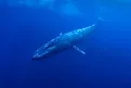 Blue Whale underwater. 