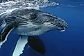 Close-up of a humpback whale (Credit: Yann Hubert via Shutterstock)