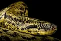 The Yellow anaconda (Eunectes notaeus) 