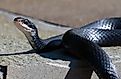 black racer snake