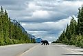 View over the length of the road of the Icefields Parkway, Alberta, Canada.