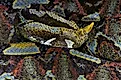 A rhinoceros viper (Bitis nasicornis)