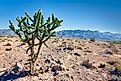 The area of the Salt Flats with the Guadelupe Mountains in the background about an hour east of El Paso, Texas.