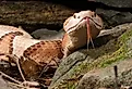 Close up of a Southern Copperhead.