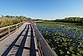 Anhinga Trail boardwalk over pond covered with water lilies in Everglades National Park, Florida.