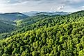 North Carolina wild woods nature in summer. 