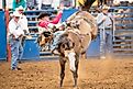 Bareback bucking horse competition at the Philomath Rodeo. Image credit Bob Pool via Shutterstock
