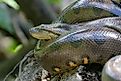 The green anaconda is found across most of north-central South America. 