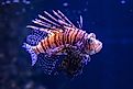 Close-up of a lionfish with vibrant orange and white stripes.