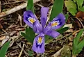 Dwarf Lake Iris (Iris lacustris). Image credit J M, CC BY-SA 2.0, via Wikimedia Commons
