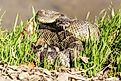 Angry northern Pacific rattlesnake (also known as the Western rattlesnake) in a defensive position.