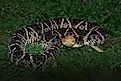 Fer-de-Lance (Bothrops asper) coiled in the grass. 