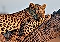 Leopard relaxing on a tree branch. Image Credits: van der merwe 123 via Shutterstock