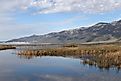 Wetland at Ruby Lake National Wildlife Refuge, Nevada