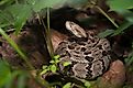 A juvenile timber rattlesnake in the foliage, with clear markings.