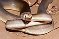 An olive python (Liasis olivaceus)