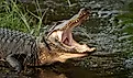 Wild American alligator with its mouth open.