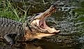 Wild American alligator with its mouth open