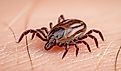 Female deer tick on hairy human skin. 