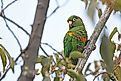 Santa Marta Parakeet. Editorial credit: Christoph Moning, CC BY 4.0, via Wikimedia Commons