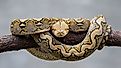 Reticulated python (Credit: JLugonStudio via Shutterstock)