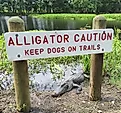 Alligator under sign at Brazos Bend State Park, Texas.