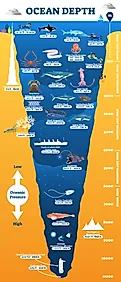 Ocean depth underwater wildlife infographic. 