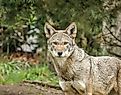 Young Red wolf (Canis rufus)