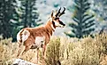 A pronghorn (Antilocapra americana)