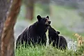 Black bear (ursus americanus), sow and yearling cub, yellowstone national park, wyoming