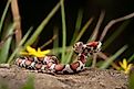 Red milk snake poised on a rock.