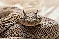 A Saharan horned viper (Cerastes cerastes)