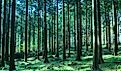 Forests in Japan have high quality and wide varieties of trees.