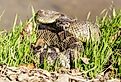 Angry northern Pacific rattlesnake (also known as the Western rattlesnake) in a defensive position.