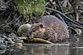 Closeup eye level portrait of a beaver feeding on a tree branch